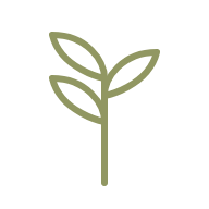 Illustration plante minimaliste vert olive pour ferrai aménagement, paysagiste à carcassonne