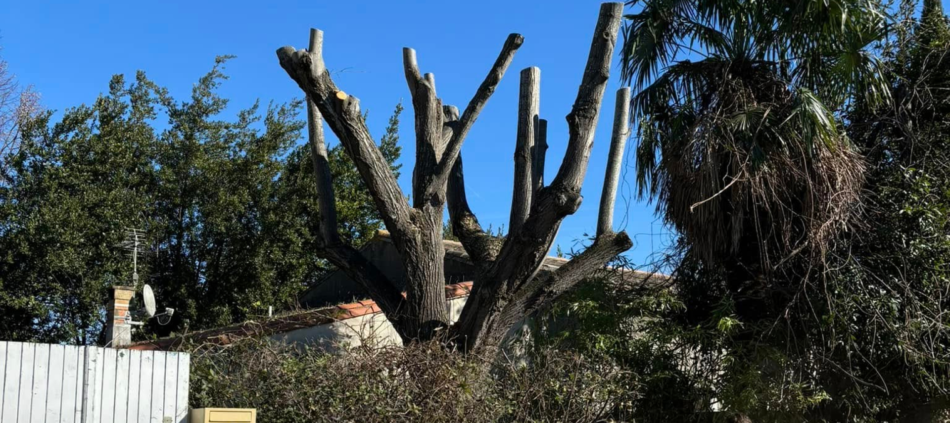 Arbre sévèrement taillé par ferrai aménagement dans un jardin résidentiel à Carcassonne sous ciel bleu